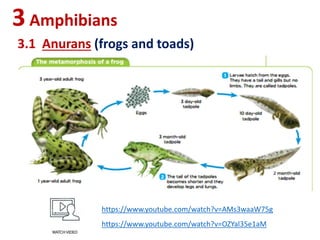 3Amphibians
3.1 Anurans (frogs and toads)
https://www.youtube.com/watch?v=AMs3waaW75g
https://www.youtube.com/watch?v=OZYal35e1aM
 