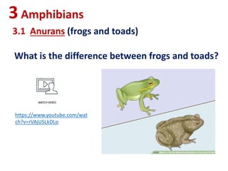 https://www.youtube.com/wat
ch?v=rVAjUSLkDLo
3Amphibians
3.1 Anurans (frogs and toads)
What is the difference between frogs and toads?
 