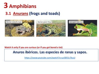 3Amphibians
3.1 Anurans (frogs and toads)
Anuros ibéricos. Las especies de ranas y sapos.
https://www.youtube.com/watch?v=uzS8S5c7buU
Watch it only if you are curious (or if you get bored a lot)
 