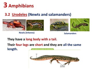 3Amphibians
3.2 Urodeles (Newts and salamanders)
Newts (tritones) Salamanders
They have a long body with a tail.
Their four legs are short and they are all the same
length.
 