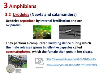 3Amphibians
3.2 Urodeles (Newts and salamanders)
Urodeles reproduce by internal fertilisation and are
oviparous.
They perform a complicated wedding dance during which
the male releases sperm in jelly-like capsules called
spermatophores, which the female then puts in her cloaca.
https://www.youtube.com/watch?v=rFO9cxf421Q
https://www.youtube.com/watch?v=5QkRScsL4Rc
 