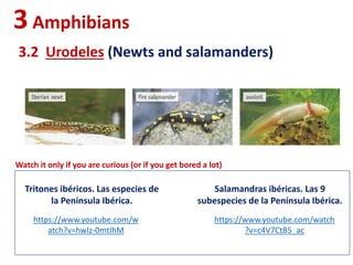 3Amphibians
3.2 Urodeles (Newts and salamanders)
https://www.youtube.com/w
atch?v=hwIz-0mtIhM
Tritones ibéricos. Las especies de
la Península Ibérica.
https://www.youtube.com/watch
?v=c4V7CtB5_ac
Salamandras ibéricas. Las 9
subespecies de la Península Ibérica.
Watch it only if you are curious (or if you get bored a lot)
 