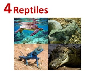 4Reptiles
 