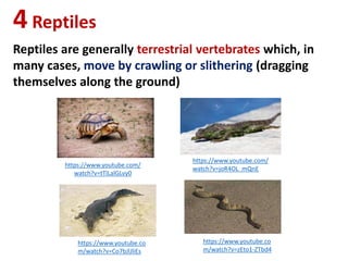 4Reptiles
Reptiles are generally terrestrial vertebrates which, in
many cases, move by crawling or slithering (dragging
themselves along the ground)
https://www.youtube.co
m/watch?v=zEto1-ZTbd4
https://www.youtube.co
m/watch?v=Co7bJlJliEs
https://www.youtube.com/
watch?v=tTlLalGLvy0
https://www.youtube.com/
watch?v=joR4OL_mQnE
 