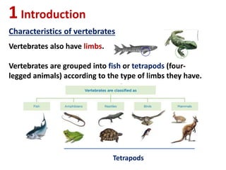 1Introduction
Characteristics of vertebrates
Vertebrates also have limbs.
Vertebrates are grouped into fish or tetrapods (four-
legged animals) according to the type of limbs they have.
Tetrapods
 