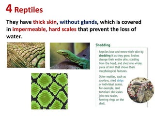 4Reptiles
They have thick skin, without glands, which is covered
in impermeable, hard scales that prevent the loss of
water.
 