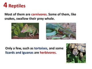 4Reptiles
Most of them are carnivores. Some of them, like
snakes, swallow their prey whole.
Only a few, such as tortoises, and some
lizards and iguanas are herbivores.
 