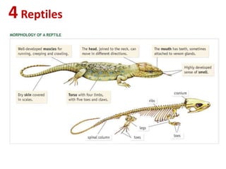 4Reptiles
 