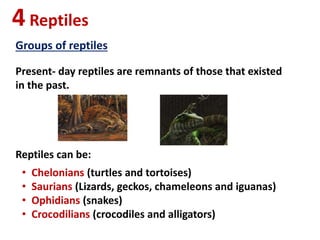 4Reptiles
Groups of reptiles
Present- day reptiles are remnants of those that existed
in the past.
Reptiles can be:
• Chelonians (turtles and tortoises)
• Saurians (Lizards, geckos, chameleons and iguanas)
• Ophidians (snakes)
• Crocodilians (crocodiles and alligators)
 