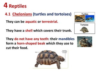 4Reptiles
4.1 Chelonians (turtles and tortoises)
They can be aquatic or terrestrial.
They have a shell which covers their trunk.
They do not have any teeth: their mandibles
form a horn-shaped beak which they use to
cut their food.
 