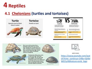 4Reptiles
4.1 Chelonians (turtles and tortoises)
https://www.youtube.com/wat
ch?time_continue=14&v=Qr0xI
WECtyY&feature=emb_logo
 
