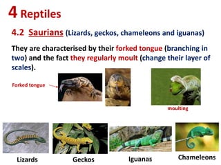 4Reptiles
4.2 Saurians (Lizards, geckos, chameleons and iguanas)
Lizards Geckos Iguanas Chameleons
They are characterised by their forked tongue (branching in
two) and the fact they regularly moult (change their layer of
scales).
Forked tongue
moulting
 