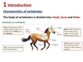 1Introduction
Characteristics of vertebrates
The body of vertebrates is divided into: Head, torso and limbs.
 