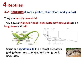 4Reptiles
4.2 Saurians (Lizards, geckos, chameleons and iguanas)
They are mostly terrestrial.
They have a triangular head, eyes with moving eyelids and a
long torso and tail.
Some can shed their tail to distract predators,
giving them time to scape, and then grow it
back later.
 