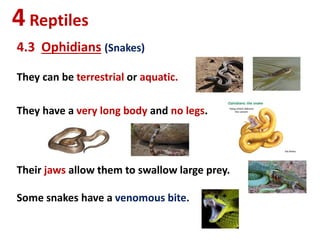 4Reptiles
4.3 Ophidians (Snakes)
They can be terrestrial or aquatic.
They have a very long body and no legs.
Their jaws allow them to swallow large prey.
Some snakes have a venomous bite.
 
