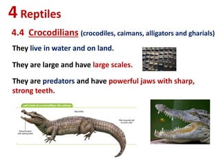 4Reptiles
4.4 Crocodilians (crocodiles, caimans, alligators and gharials)
They live in water and on land.
They are large and have large scales.
They are predators and have powerful jaws with sharp,
strong teeth.
 