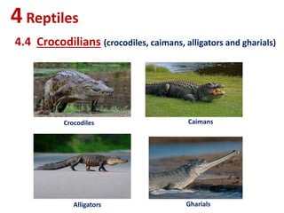 4Reptiles
4.4 Crocodilians (crocodiles, caimans, alligators and gharials)
Crocodiles Caimans
Alligators Gharials
 