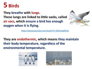 5Birds
They breathe with lungs.
These lungs are linked to little sacks, called
air sacs, which ensure a bird has enough
oxygen when it is flying.
https://www.youtube.com/watch?v=4EX2vAg9E3w
They are endothermic, which means they maintain
their body temperature, regardless of the
environmental temperature.
 