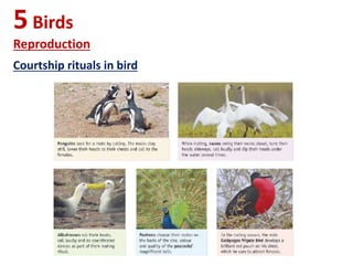 5Birds
Reproduction
Courtship rituals in bird
 