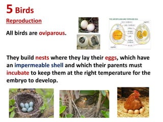 5Birds
Reproduction
All birds are oviparous.
They build nests where they lay their eggs, which have
an impermeable shell and which their parents must
incubate to keep them at the right temperature for the
embryo to develop.
 