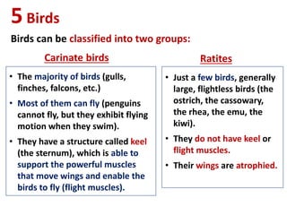 5Birds
Birds can be classified into two groups:
Carinate birds Ratites
• The majority of birds (gulls,
finches, falcons, etc.)
• Most of them can fly (penguins
cannot fly, but they exhibit flying
motion when they swim).
• They have a structure called keel
(the sternum), which is able to
support the powerful muscles
that move wings and enable the
birds to fly (flight muscles).
• Just a few birds, generally
large, flightless birds (the
ostrich, the cassowary,
the rhea, the emu, the
kiwi).
• They do not have keel or
flight muscles.
• Their wings are atrophied.
 