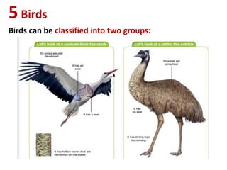 5Birds
Birds can be classified into two groups:
 