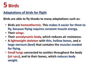 5Birds
Adaptations of birds for flight
Birds are able to fly thanks to many adaptations such as:
• Birds are homeothermic. This makes it easier for them to
fly, because flying requires constant muscle energy.
• Their wings.
• Their aerodynamic body, which reduces air resistance.
• A lightweight skeleton with thin, hollow bones, and a
large sternum (keel) that contains the muscles needed
for flying.
• Small lungs connected to cavities throughout the body
(air sacs), and to their bones, which reduces body
weight.
 