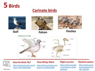 5Birds
Carinate birds
Gull FinchesFalcon
How Do Birds Fly?
https://www.youtube.com/w
atch?v=3So7OMwNgy8
How Wings Work
https://www.youtube.com/
watch?v=uxJQmtCyi3M
Flight muscles
https://www.youtube
.com/watch?v=aFdvk
opOmw0
Skeletal system
https://www.youtu
be.com/watch?v=1
1fZS_B6UW4
 