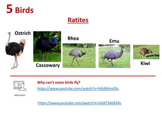 5Birds
Ratites
Ostrich
Cassowary
Rhea
Kiwi
Emu
https://www.youtube.com/watch?v=GkXT3d6854s
https://www.youtube.com/watch?v=hRzRjHzvOts
Why can't some birds fly?
 