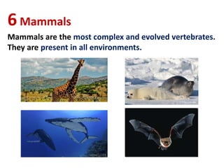 6Mammals
Mammals are the most complex and evolved vertebrates.
They are present in all environments.
 