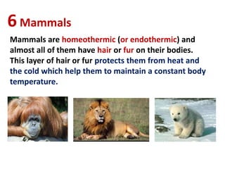 6Mammals
Mammals are homeothermic (or endothermic) and
almost all of them have hair or fur on their bodies.
This layer of hair or fur protects them from heat and
the cold which help them to maintain a constant body
temperature.
 