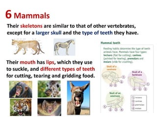 6Mammals
Their skeletons are similar to that of other vertebrates,
except for a larger skull and the type of teeth they have.
Their mouth has lips, which they use
to suckle, and different types of teeth
for cutting, tearing and gridding food.
 
