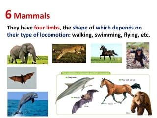 6Mammals
They have four limbs, the shape of which depends on
their type of locomotion: walking, swimming, flying, etc.
 