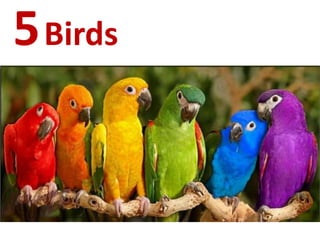 5Birds
 