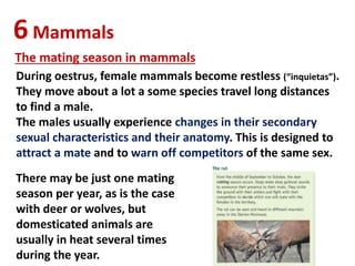 6Mammals
The mating season in mammals
During oestrus, female mammals become restless (“inquietas”).
They move about a lot a some species travel long distances
to find a male.
The males usually experience changes in their secondary
sexual characteristics and their anatomy. This is designed to
attract a mate and to warn off competitors of the same sex.
There may be just one mating
season per year, as is the case
with deer or wolves, but
domesticated animals are
usually in heat several times
during the year.
 