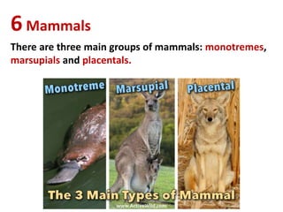 6Mammals
There are three main groups of mammals: monotremes,
marsupials and placentals.
 