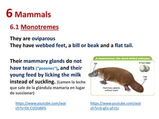 6Mammals
6.1 Monotremes
They are oviparous
They have webbed feet, a bill or beak and a flat tail.
Their mammary glands do not
have teats (“pezones”), and their
young feed by licking the milk
instead of suckling. (Lamen la leche
que sale de la glándula mamaria en lugar
de succionar)
https://www.youtube.com/wat
ch?v=Ot-CUOidbFk
https://www.youtube.com/wat
ch?v=b-gEx-yFz1c
 