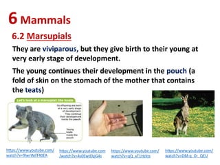 6Mammals
6.2 Marsupials
They are viviparous, but they give birth to their young at
very early stage of development.
The young continues their development in the pouch (a
fold of skin on the stomach of the mother that contains
the teats)
https://www.youtube.com/
watch?v=DM-q_O-_QEU
https://www.youtube.com
/watch?v=4s0Ewd3pG4s
https://www.youtube.com/
watch?v=qQ_xT1Hzkts
https://www.youtube.com/
watch?v=9lwrWdT40EA
 