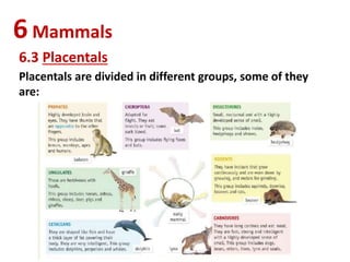 6Mammals
6.3 Placentals
Placentals are divided in different groups, some of they
are:
 