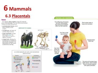 6Mammals
6.3 Placentals
 
