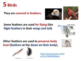 5Birds
They are covered in feathers.
Some feathers are used for flying (the
flight feathers in their wings and tail)
Other feathers are used to preserve body
heat (feathers at the down on their body).
https://www.youtube.com/w
atch?v=TMKOWKQgAcs
 