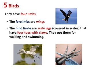 5Birds
They have four limbs.
• The forelimbs are wings
• The hind limbs are scaly legs (covered in scales) that
have four toes with claws. They use them for
walking and swimming.
 