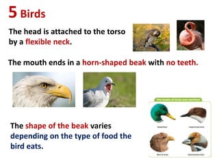 5Birds
The mouth ends in a horn-shaped beak with no teeth.
The shape of the beak varies
depending on the type of food the
bird eats.
The head is attached to the torso
by a flexible neck.
 