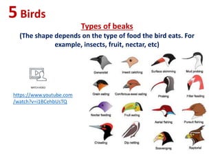 5Birds
Types of beaks
(The shape depends on the type of food the bird eats. For
example, insects, fruit, nectar, etc)
https://www.youtube.com
/watch?v=i1BCehbUsTQ
 