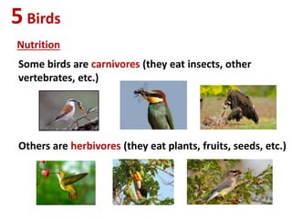 Nutrition
Some birds are carnivores (they eat insects, other
vertebrates, etc.)
Others are herbivores (they eat plants, fruits, seeds, etc.)
5Birds
 