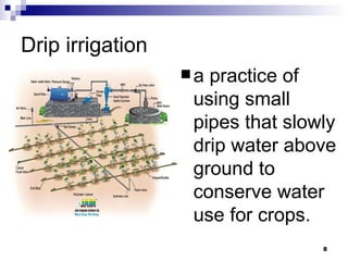 Drip irrigation a practice of using small pipes that slowly drip water above ground to conserve water use for crops. 