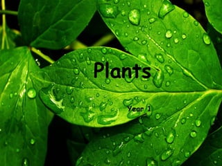 Plants
Year 1

 