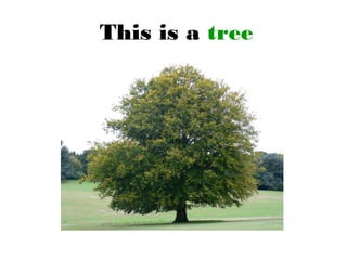 This is a tree
 