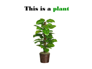 This is a plant
 