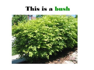 This is a bush
 